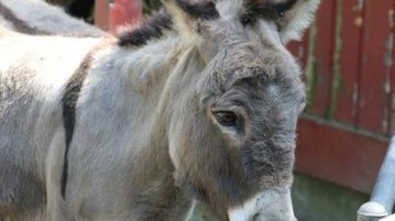 Face difficulties positively Old Mule