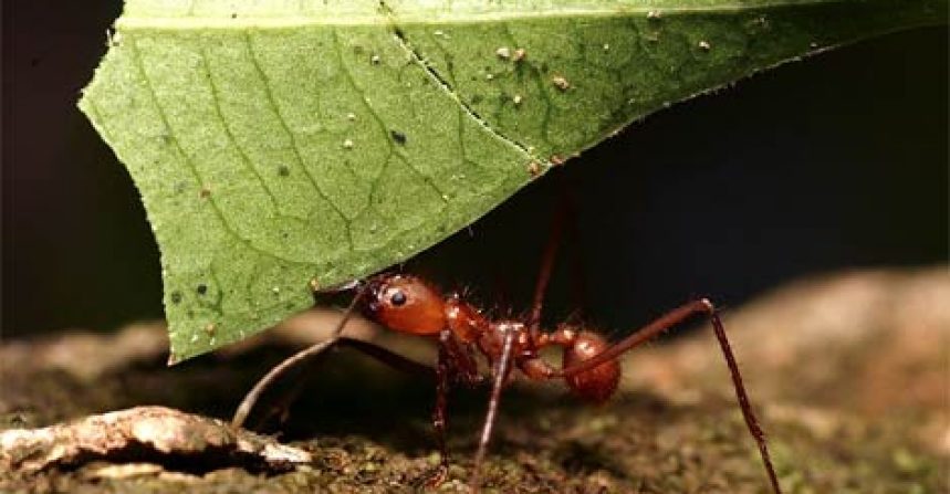 Jim Rohn: The Ant Philosophy img