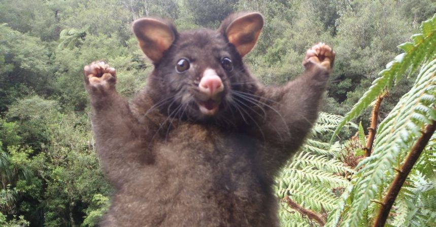 positive possum teaches us how stay positive img